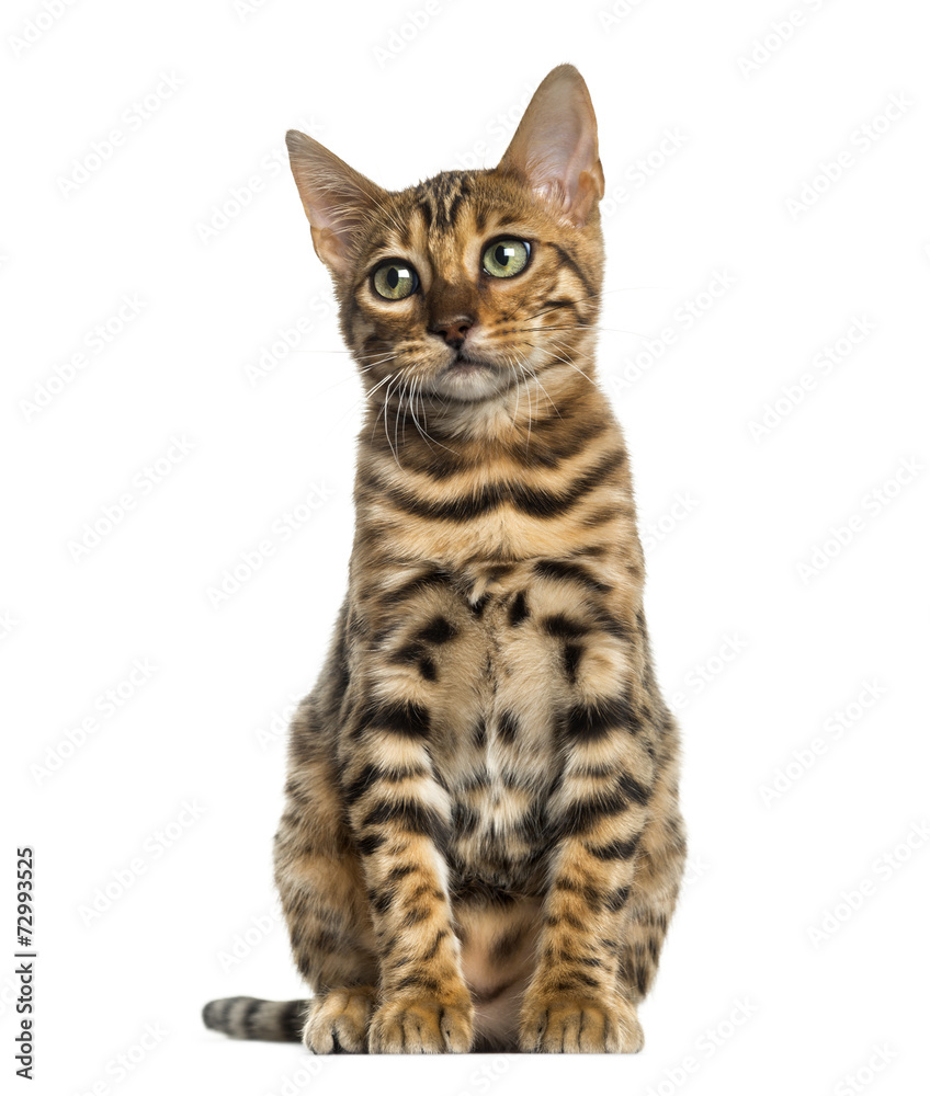 Young Bengal cat sitting (5 months old), isolated on white Young Bengal cat sitting (5 months old), isolated on white