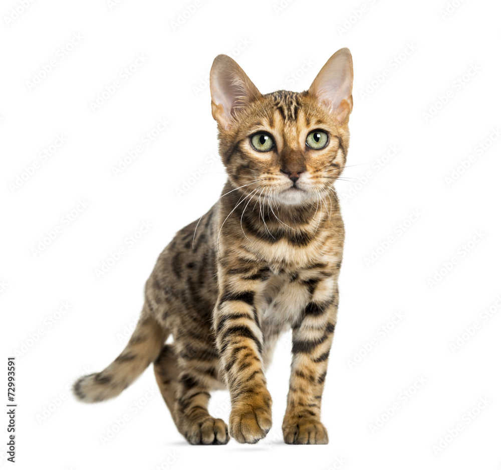 Young Bengal cat (5 months old), isolated on white