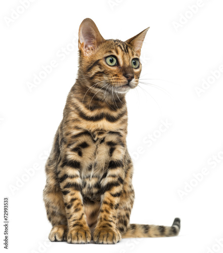 Young Bengal cat sitting (5 months old), isolated on white