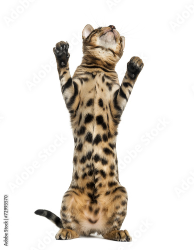 Young Bengal cat on hind legs and pawing (5 months old)
