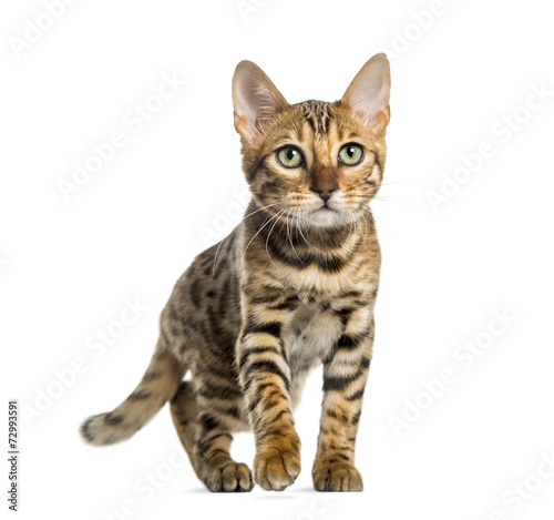 Young Bengal cat (5 months old), isolated on white
