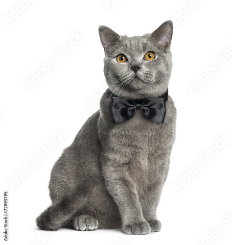 Fototapeta Naklejka Na Ścianę i Meble -  British Shorthair sitting (6 months old)