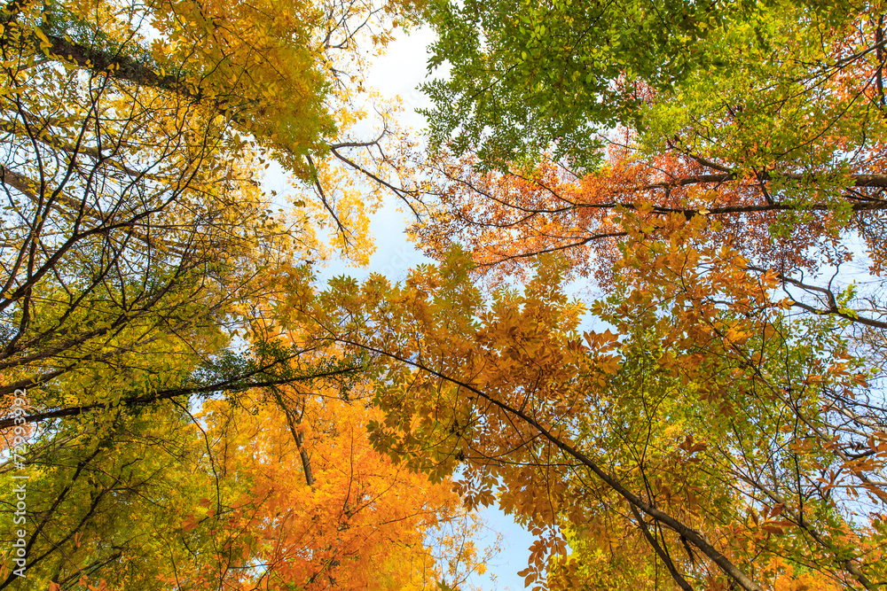 Fototapeta premium Autumn foliage in the forest, on a bright sunny day