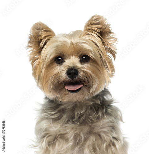 Fototapeta Naklejka Na Ścianę i Meble -  Yorkshire Terrier (4 years old)