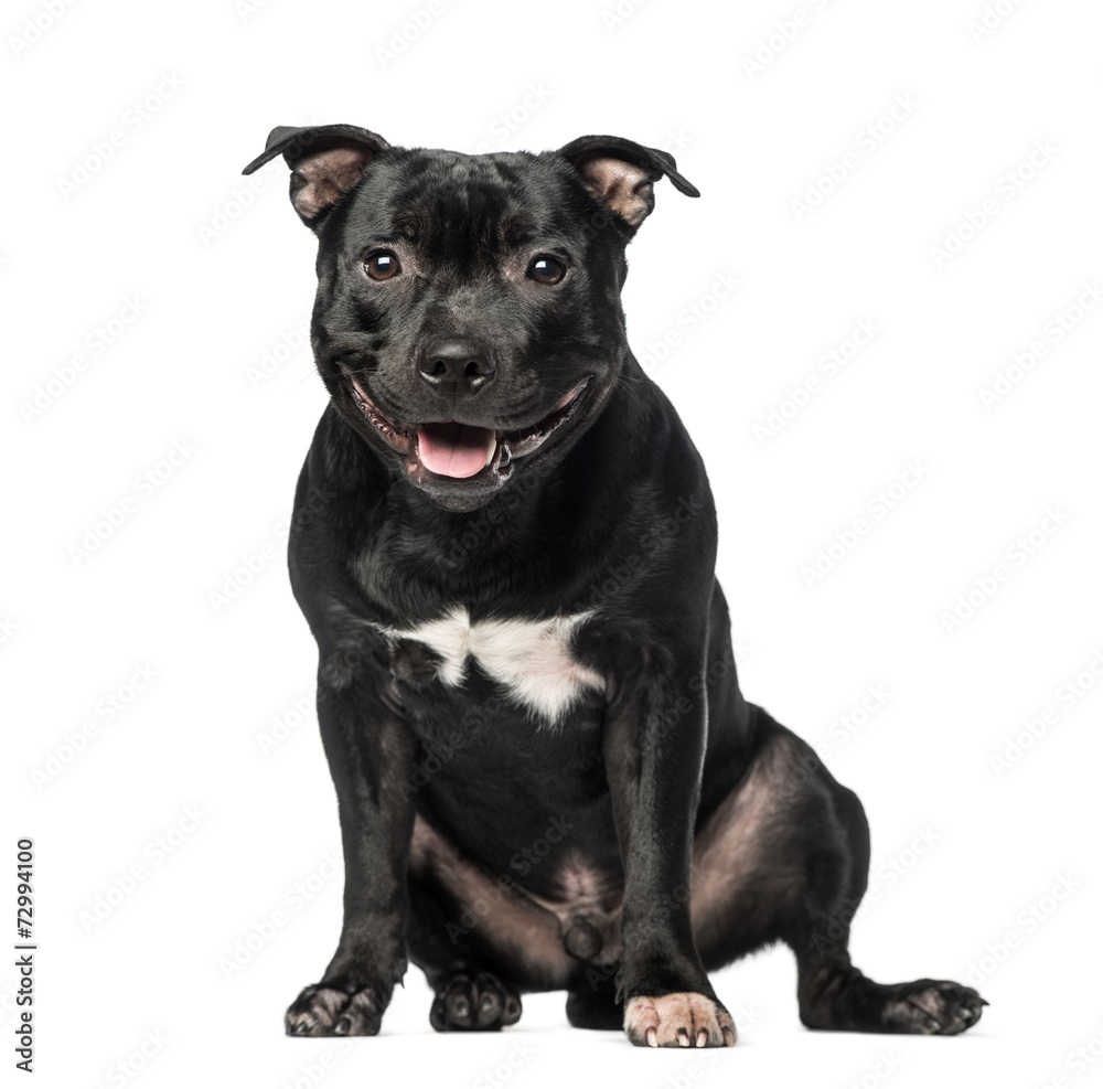 Staffordshire Bull Terrier (9 months old)