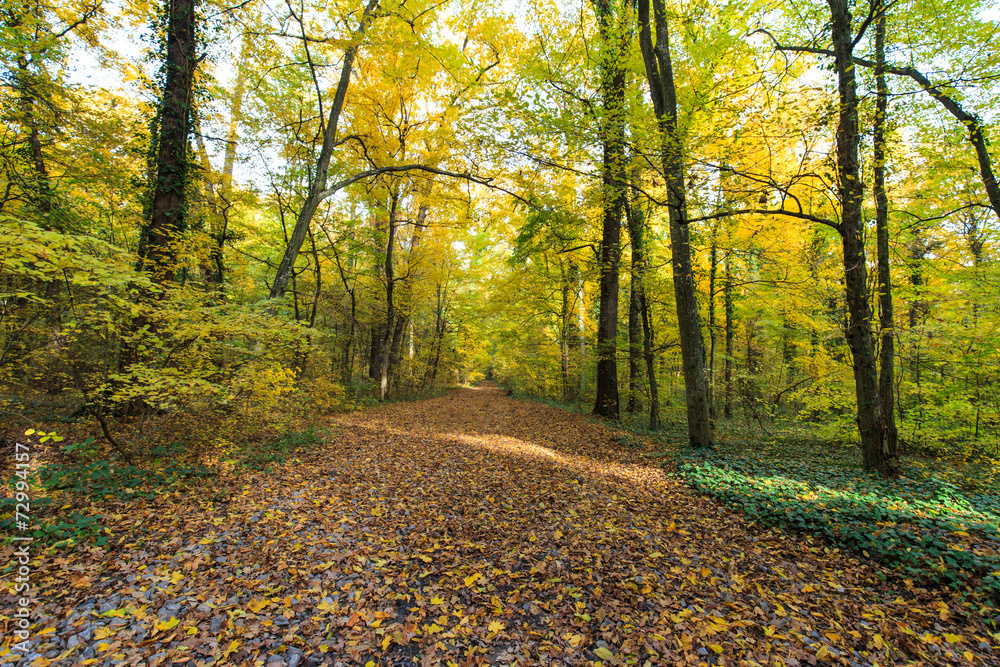 Fototapeta premium Autumn foliage in the forest, on a bright sunny day