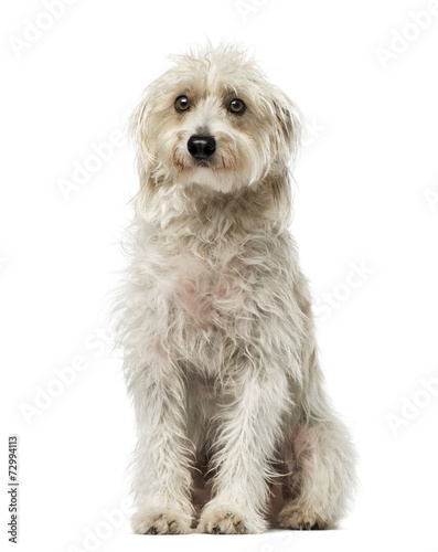 Photos Mixed breed