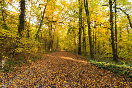 Autumn foliage in the forest, on a bright sunny day