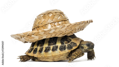 Hermann's tortoise, isolated on white © Eric Isselée