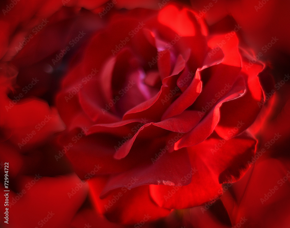 Naklejka premium rose close-up