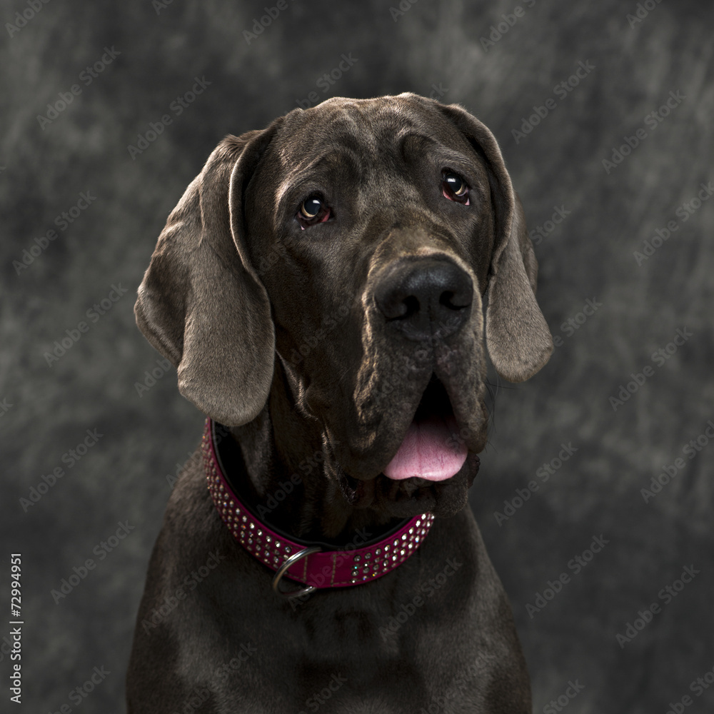 Great Dane in front of a grey background