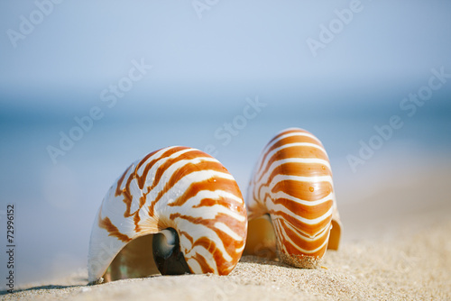 nautilus shell on white Florida beach sand under the sun light