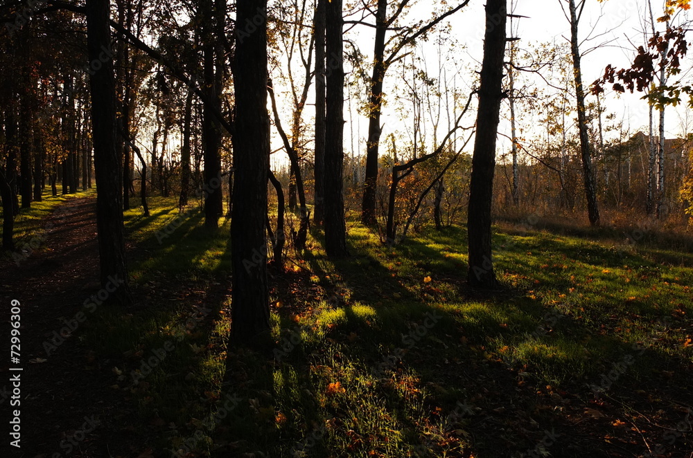 Fototapeta premium Длинные тени деревьев вечернего леса