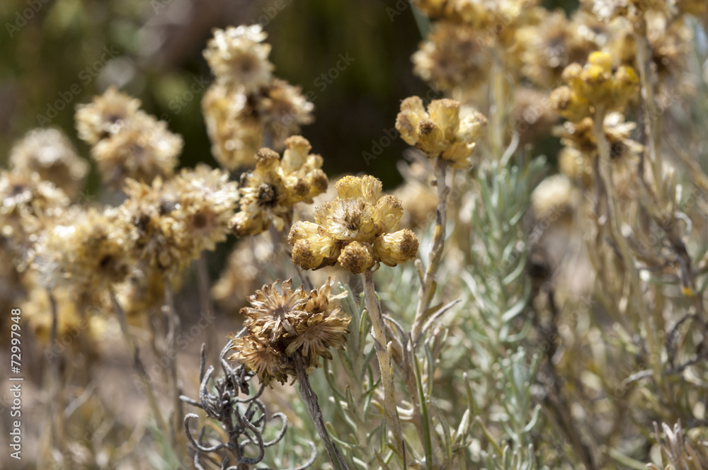Flowers and leaves of Helichrysum stoechas Flowers and leaves of Helichrysum stoechas