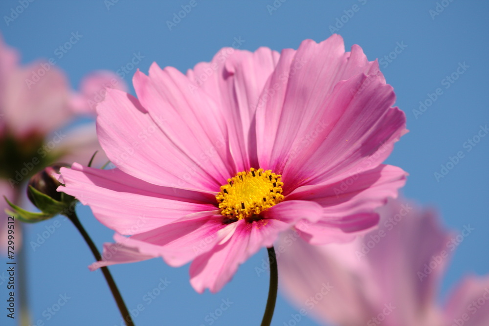 Cosmea Schmuckkörbchen Cosmea Schmuckkörbchen