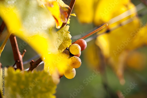 Vigne et raisin du layon photo