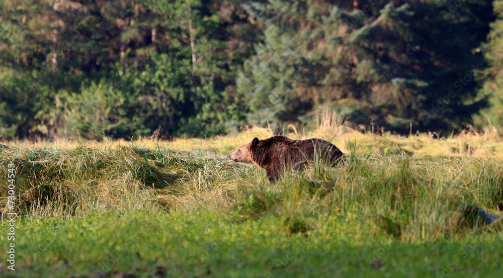 Grizzlybär Grizzlybär