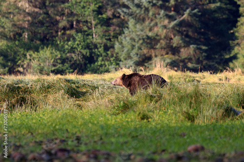 Grizzlybär © Andreas Edelmann