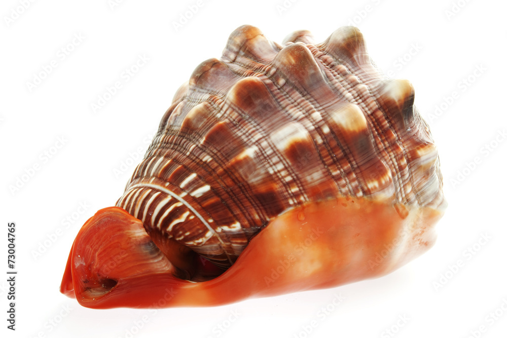 Sea Shell isolated on white background Sea Shell isolated on white background