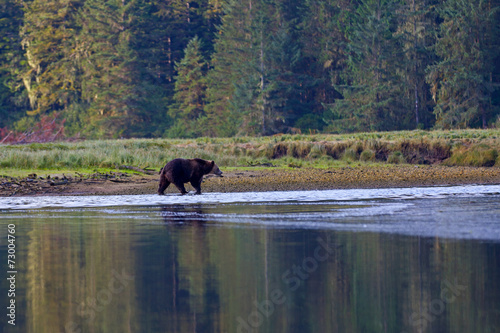 Grizzlybär © Andreas Edelmann