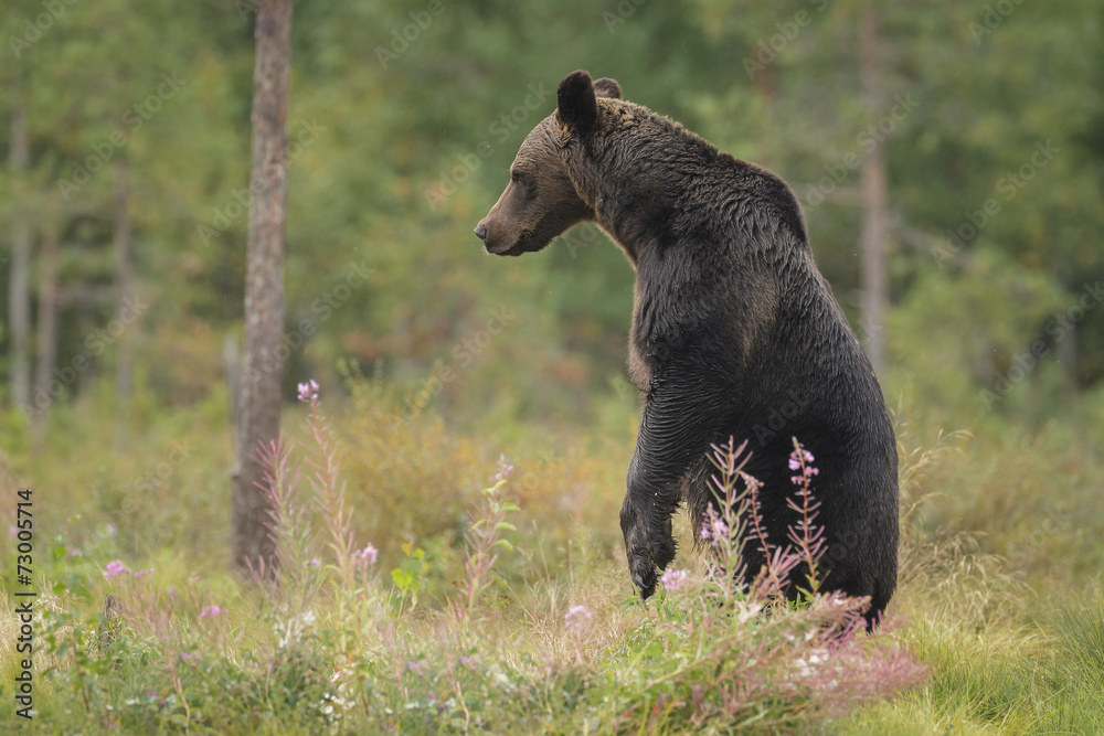 Brown bear standing to get a better view Brown bear standing to get a better view