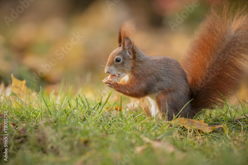 Autumn red squirrel