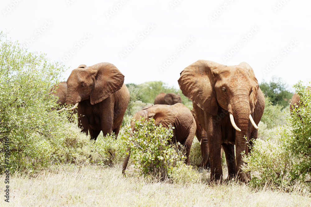 Group of elephant in african bush in Africa