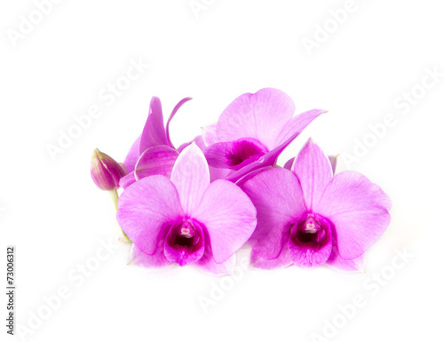 Fototapeta Naklejka Na Ścianę i Meble -  Violet orchid flower on white background
