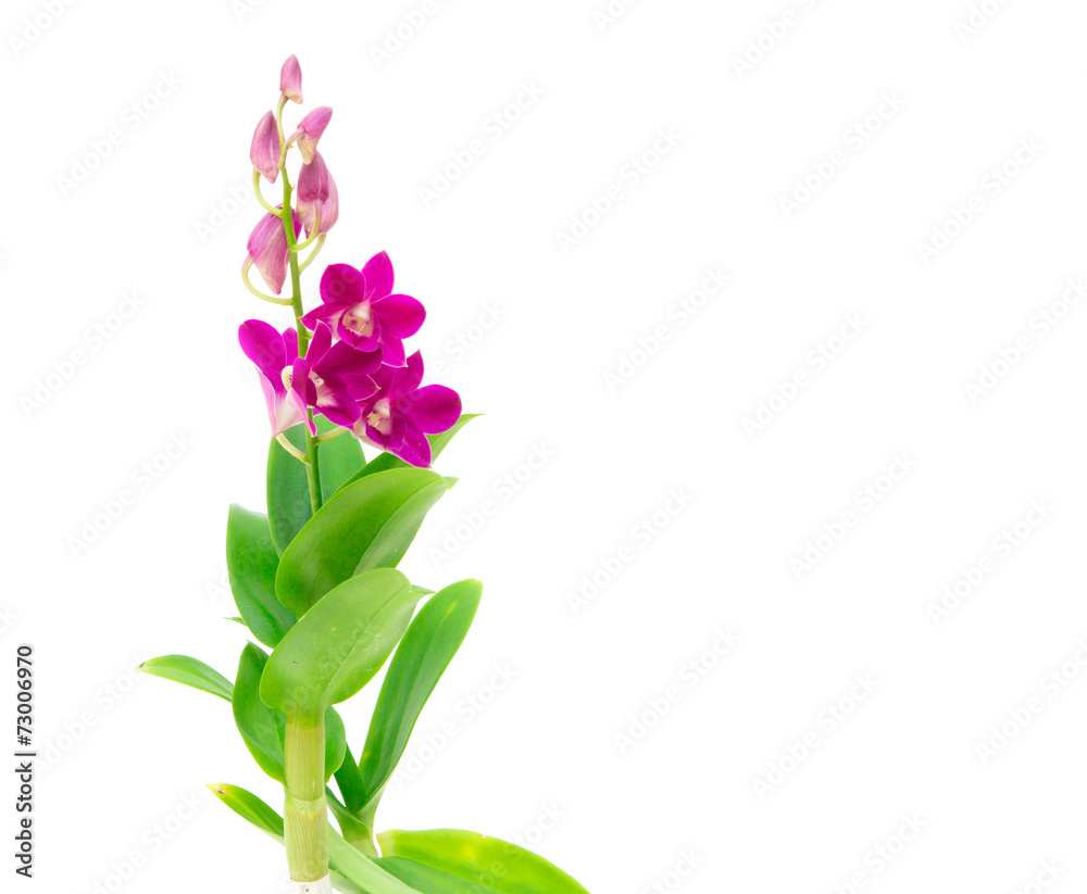 Violet orchid flower branch on white background