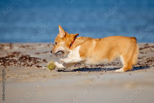 welsh corgi pembroke puppy playing with a ball