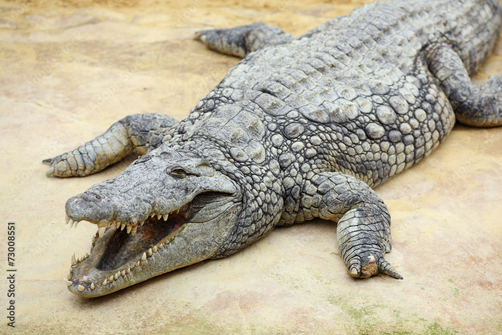 Fototapeta premium Nile crocodile, Crocodylus niloticus