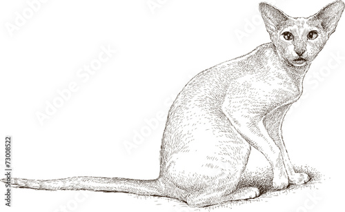 sphynx cat