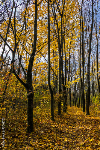 autumn walks in park