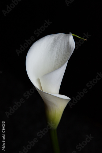 Fototapeta Naklejka Na Ścianę i Meble -  Calla