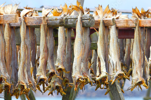 Cod stockfish.Industrial fishing in Norway