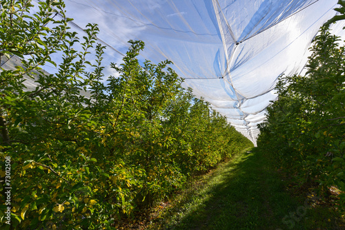 culture industrielle de pomme