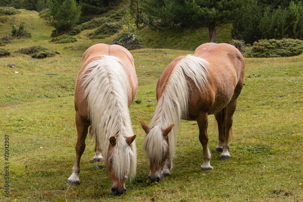 Fototapeta premium two chestnut horses grazing on alpine meadow