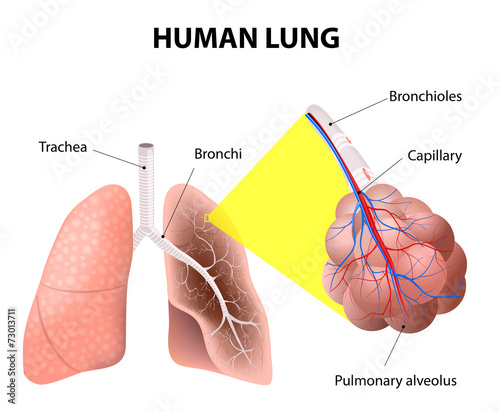 Structure of the human lungs. Human Anatomy