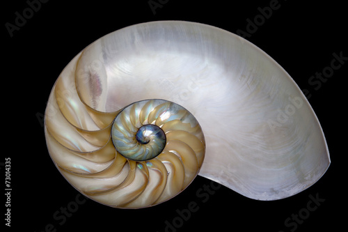 Shell of Nautilus pompilius isolated on black