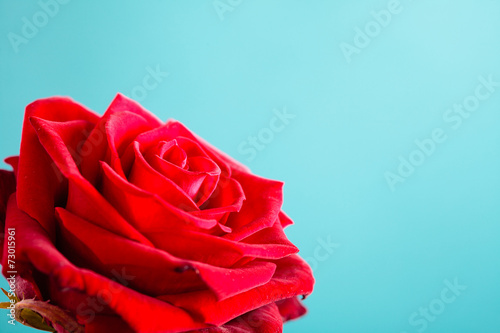 Closeup of blossoming red rose flower on blue