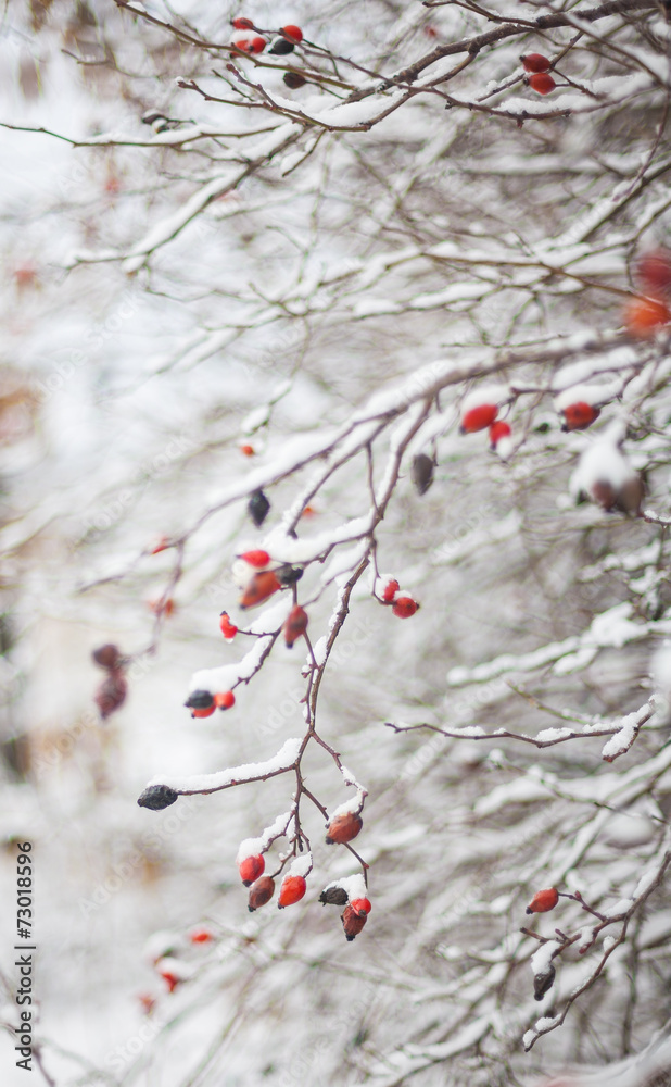 Red berries,winter nature with a snowfall