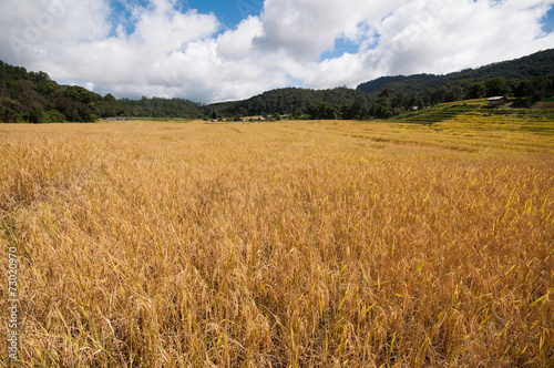 rice field