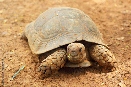 Turtles crawling in the nature