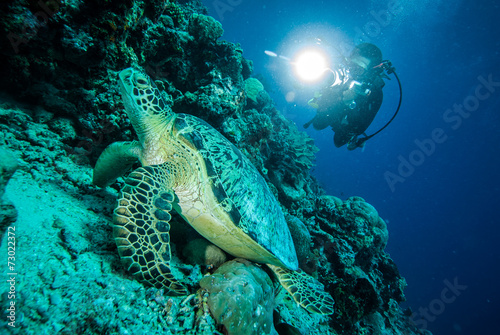 Diver and green sea turtle in Derawan  Kalimantan underwater