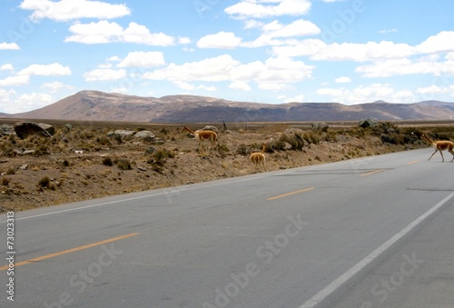 llama crossing a road in a peruvian