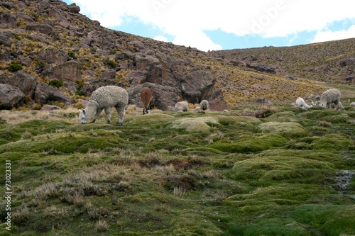Llamas in the Andes near Arequipa