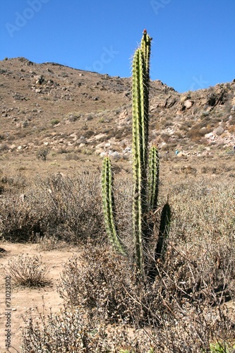 cactus in a desert mountain