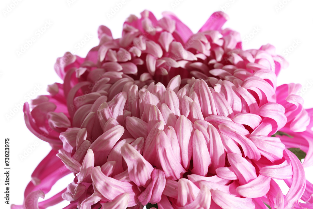 Obraz premium Beautiful flower close-up
