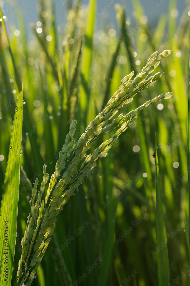 paddy rice fields of agriculture cultivation paddy rice fields of agriculture cultivation
