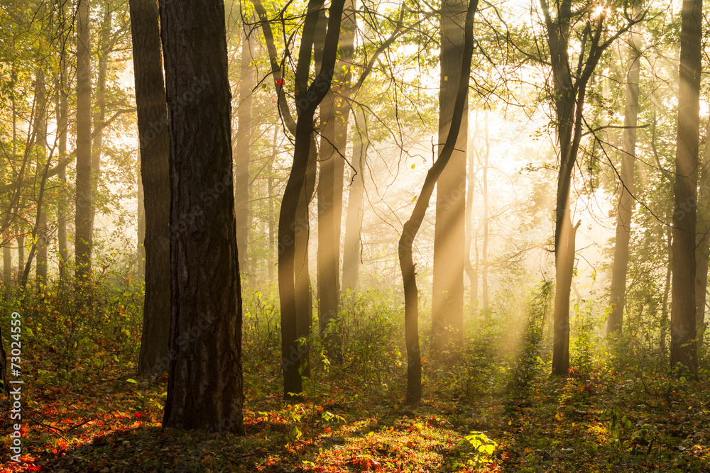 Trees silhouettes in counter light with sun rays through the fog